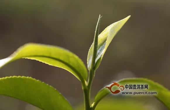 普洱古樹春茶到底什么時間上市