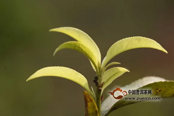 普洱古樹春茶到底什么時間上市