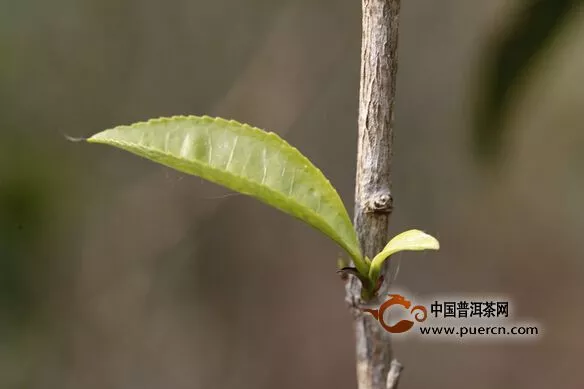 普洱古樹春茶到底什么時間上市