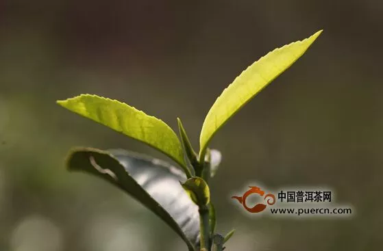 普洱古樹春茶到底什么時間上市