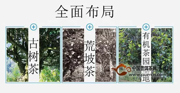 3-7月10撥天澤茶業(yè)茶山游，邀您來艷遇景東茶！