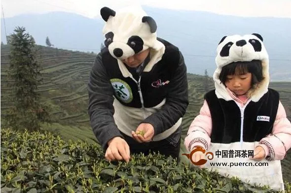 天价“熊猫茶”春茶三月首采，每斤近22万元