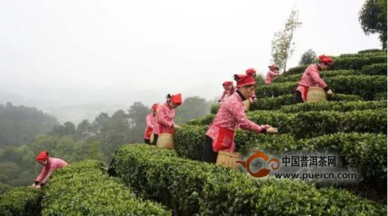 广西昭平18万亩“第一早春茶”全面进入采摘期 