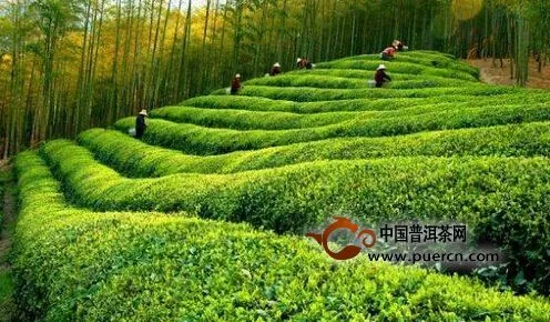 阳春三月首选有机茶乡行寻找最美茶园