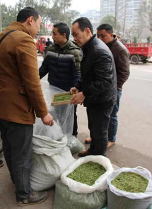 四川乐山”马边春茶“上市 每公斤较去年涨40元