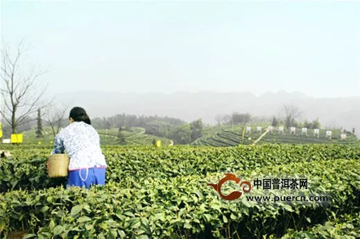 瀘州：納溪榮獲中國名茶之鄉(xiāng) 實現(xiàn)綜合茶產(chǎn)值20億元