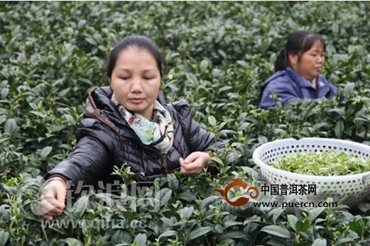 灵山“明前茶”开采 敲响广西早春茶第一锣