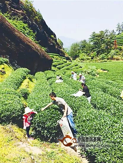 武夷山茶产业持续快速发展 武夷岩茶知名度逐步提高