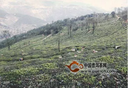 南涧县茶产业助推休闲观光农业发展 