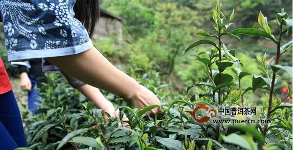 普洱思茅区13万亩春茶开采