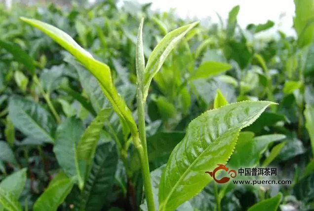 綠茶vs普洱茶-論減肥功效