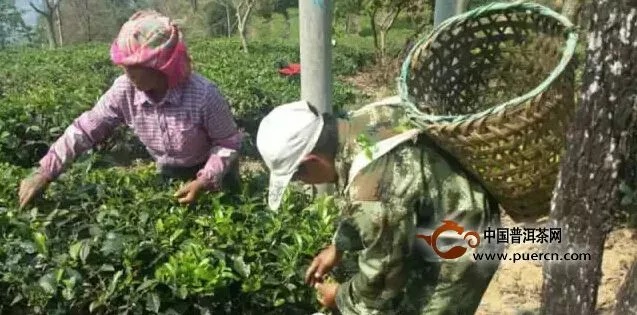 春茶来啦！探班易武普洱茶季