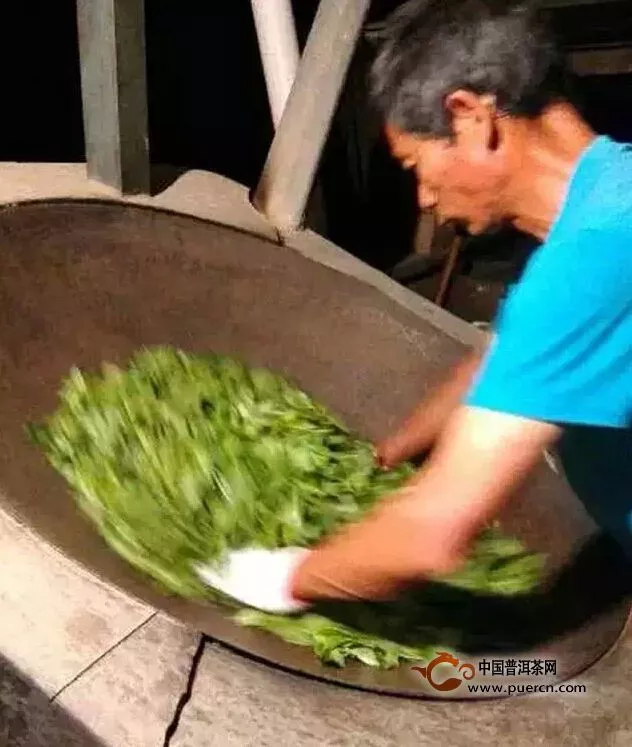 春茶來啦！探班易武普洱茶季