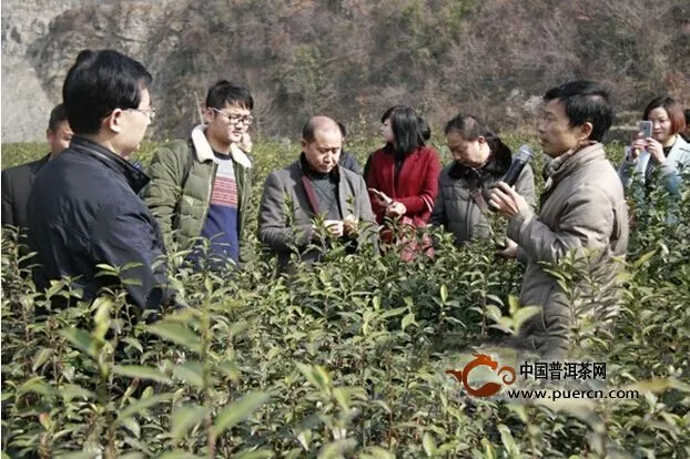 “陕茶1号”良种栽培管理技术培训会