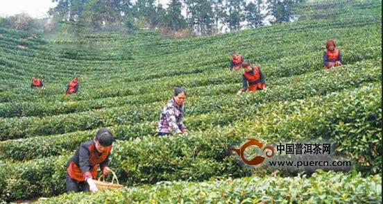 南昌灣里大客天下茶園450畝"清明茶"提前上市