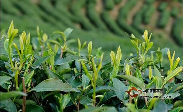 深圳春季茗茶交易会：普洱茶最受关注