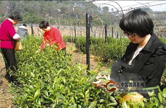 上虞舜水名茶日前開摘 比去年提早一周