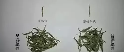 春季白茶的品种与收藏价值