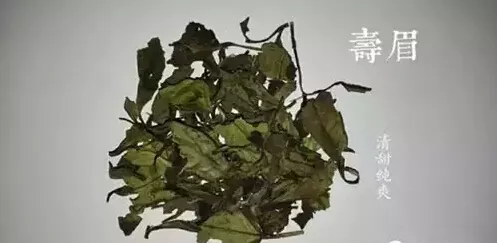 春季白茶的品种与收藏价值