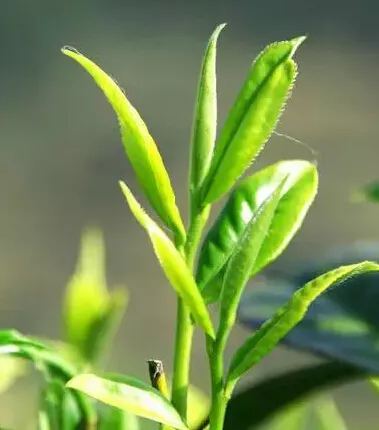 无量山秘境，环境和茶基因决定了茶的品质