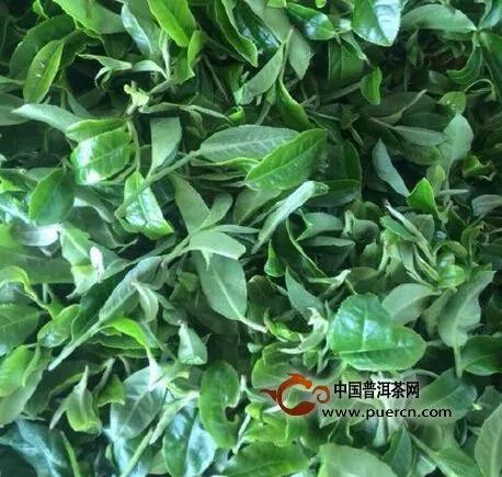 茶友為什么追春茶？