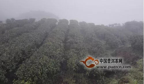 沿河县官舟镇生态茶产业初具规模