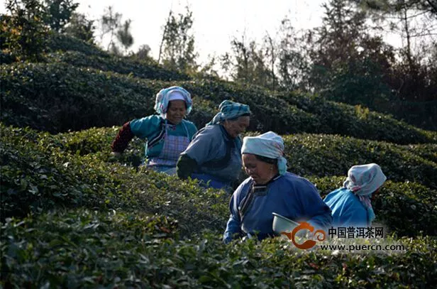 长顺1.6万亩茶园开摘新春首批有机绿茶