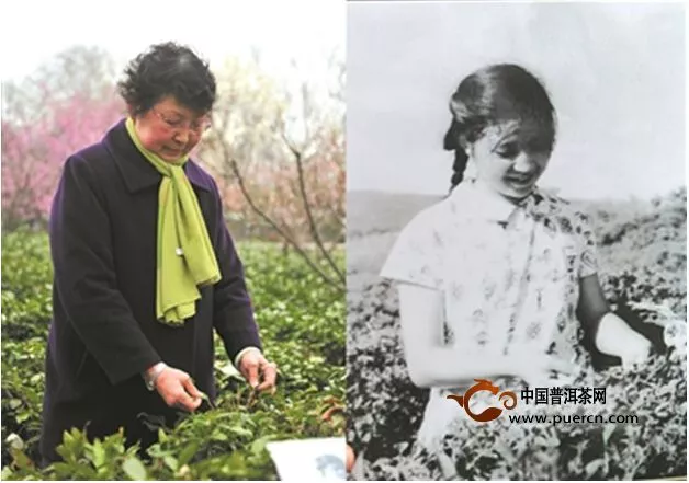 南京老照片上的采茶女时隔57年重聚茶园 