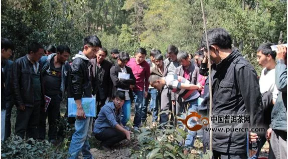 滇红集团茶科院技术人员向参训人员讲解茶叶种植的注意事项