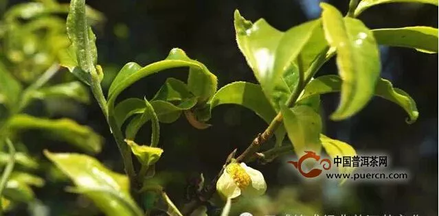 賀開古茶山行記 