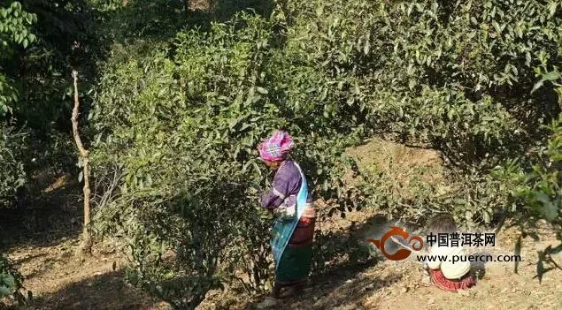 賀開古茶山行記 