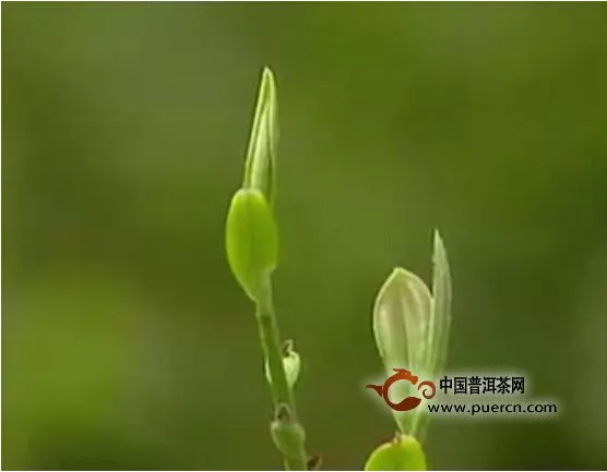 春分茶貴在哪兒