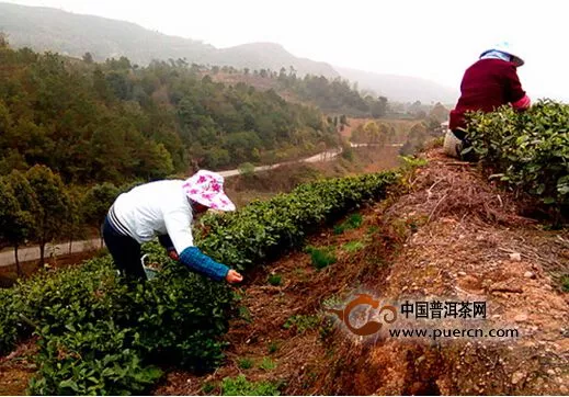 福鼎市品品香有機茶生產(chǎn)基地春茶正式開采