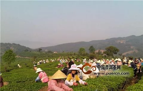 普洱宁洱温泉村举行祭茶神春茶开采仪式