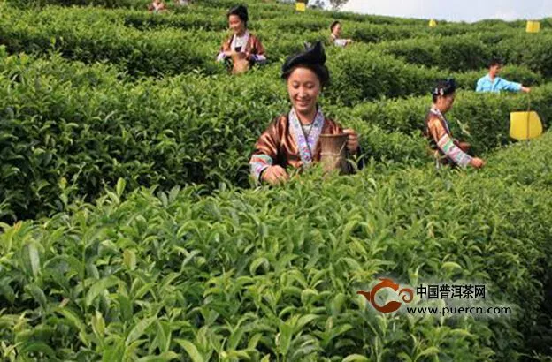 春季茶叶种植技术要点 