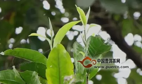 歷數(shù)中國古茶園的幾次大劫難