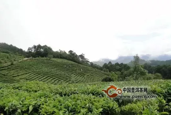 歷數(shù)中國古茶園的幾次大劫難