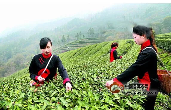 十堰：武当道茶开园采摘春茶