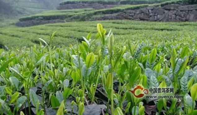 【信號(hào)】總理送茶，這是茶行業(yè)春天的前奏嗎？ 