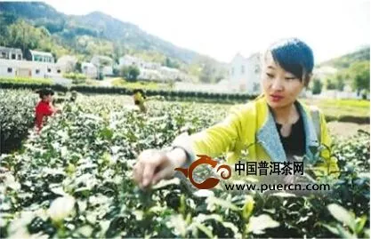 庐江：白云春毫主产地开采2015年春茶