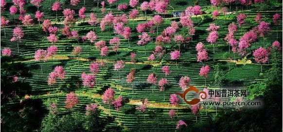 樱花树下美丽的华庆茶场