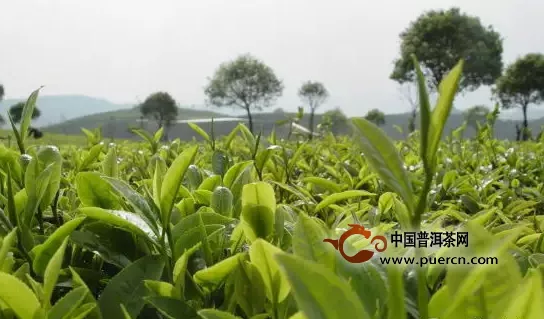 普洱茶發(fā)展史（下）