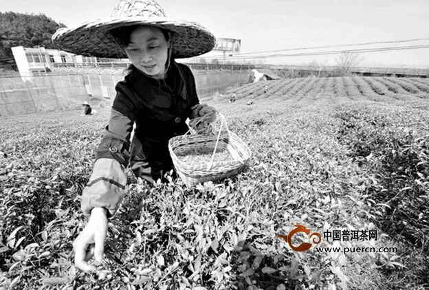 黄山春茶产量比增88.3％ 市场均价比增7.8％