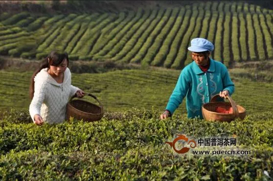 威宁：高原有机茶叶进入"明前茶"最佳采摘期