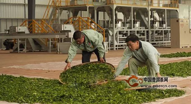 丰顺马山生态茶厂：低价优质茶迎来市场春天