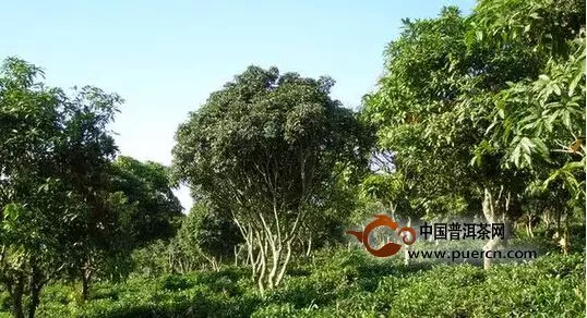 古樹普洱：成就明天高品質(zhì)的老茶的關(guān)鍵 