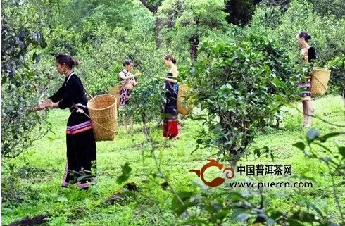 古樹普洱：成就明天高品質(zhì)的老茶的關(guān)鍵 