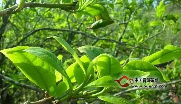 古樹普洱：成就明天高品質(zhì)的老茶的關(guān)鍵 