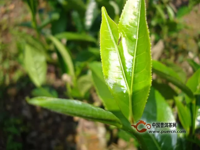 茶葉是個(gè)寶