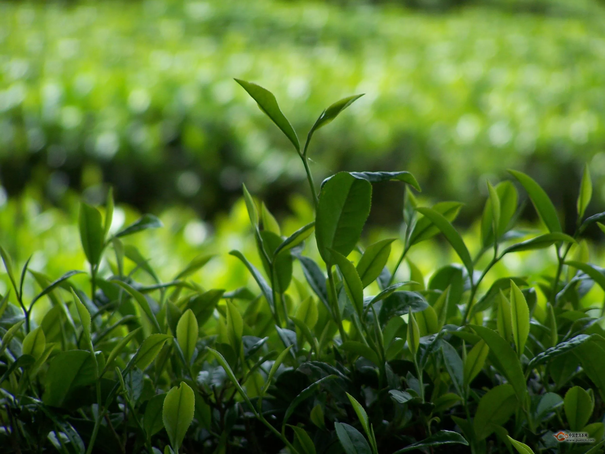 教你鑒別春茶的兩方法